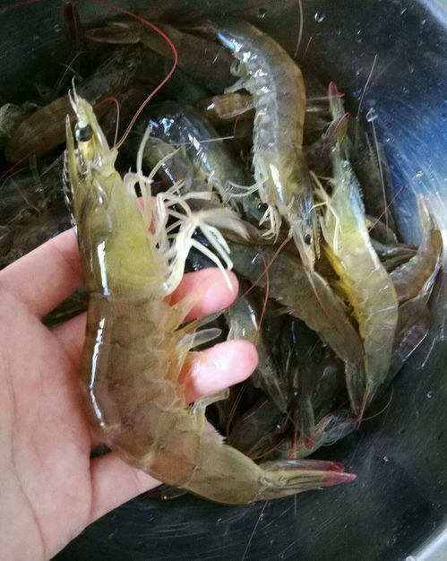 煮蝦時，別直接下鍋！記住這3點，蝦肉鮮嫩Q彈無腥味
